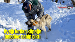 Ayağı kırılan köpeğe belediye sahip çıktı