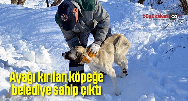 Ayağı kırılan köpeğe belediye sahip çıktı