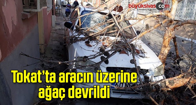 Tokat’ta aracın üzerine ağaç devrildi