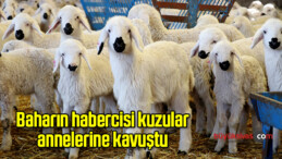 Baharın habercisi kuzular annelerine kavuştu