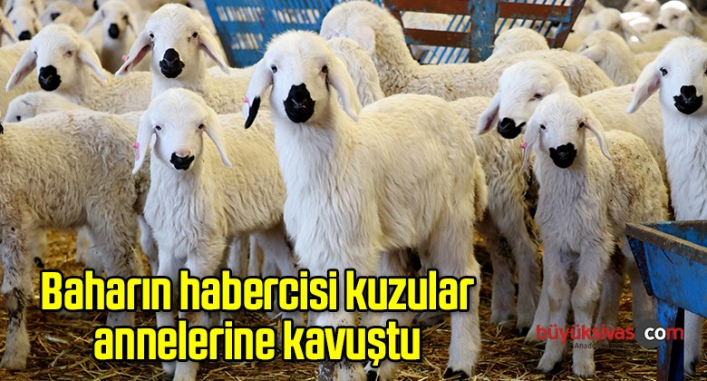 Baharın habercisi kuzular annelerine kavuştu