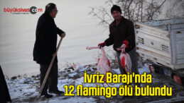 İvriz Barajı’nda 12 flamingo ölü bulundu