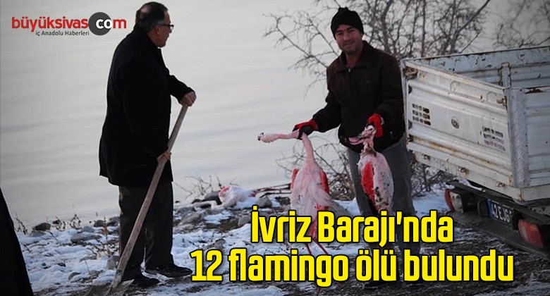 İvriz Barajı’nda 12 flamingo ölü bulundu