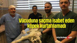 Vücuduna saçma isabet eden köpek kurtarılamadı