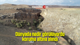 Dünyada nadir görülüyordu, koruma altına alındı