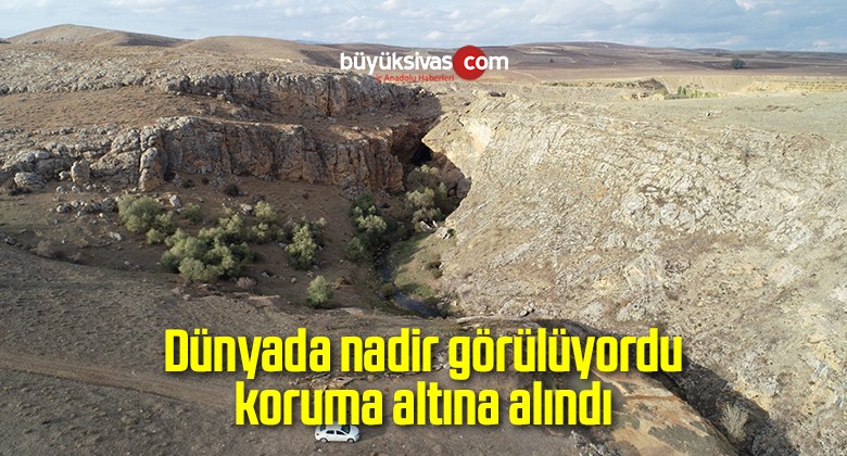 Dünyada nadir görülüyordu, koruma altına alındı