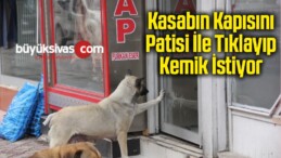 Kasabın Kapısını Patisi İle Tıklayıp Kemik İstiyor