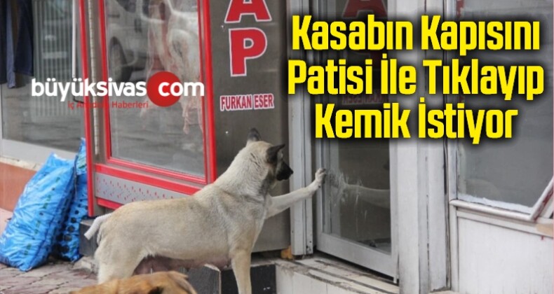 Kasabın Kapısını Patisi İle Tıklayıp Kemik İstiyor