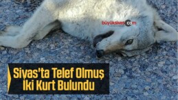 Sivas’ta Telef Olmuş İki Kurt Bulundu