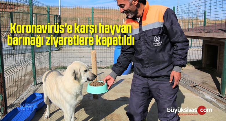 Koronavirüs’e karşı hayvan barınağı ziyaretlere kapatıldı