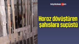 Horoz dövüştüren şahıslara suçüstü