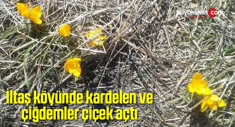 İltaş köyünde kardelen ve çiğdemler çiçek açtı