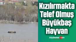 Kızılırmakta Telef Olmuş Büyükbaş Hayvan Görüntülendi