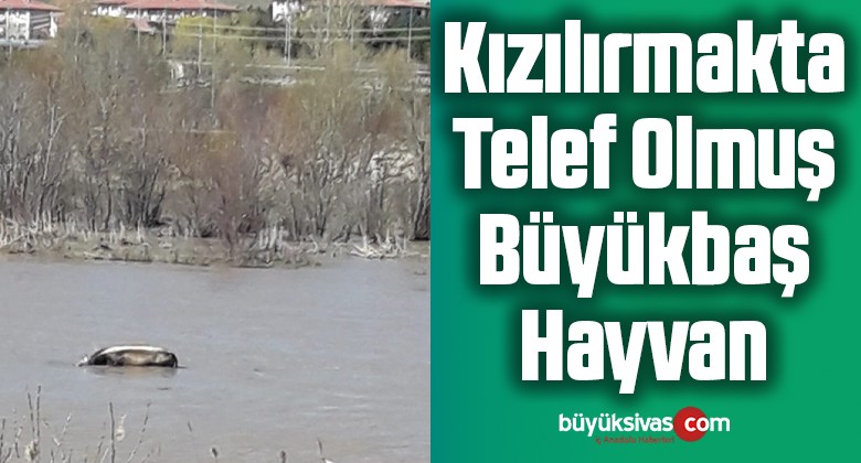 Kızılırmakta Telef Olmuş Büyükbaş Hayvan Görüntülendi