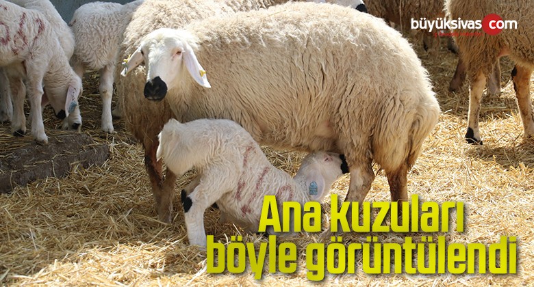 Ana kuzuları böyle görüntülendi