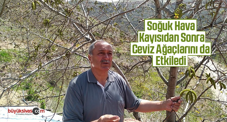 Soğuk Hava Kayısıdan Sonra Ceviz Ağaçlarını da Etkiledi