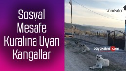 Sosyal Mesafe Kuralını Uygulayan Sivas Kangalları Örnek Olmalı