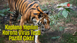 Kaplana Yapılan Korona Virüs Testi Pozitif Çıktı!