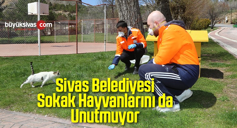 Sivas Belediyesi Sokak Hayvanlarını da Unutmuyor