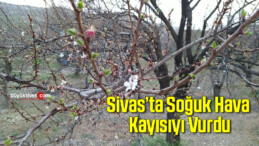 Sivas’ta Mevsim Normalleri Altındaki Hava Sıcaklığı Kayısıyı Vurdu