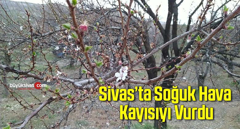 Sivas’ta Mevsim Normalleri Altındaki Hava Sıcaklığı Kayısıyı Vurdu