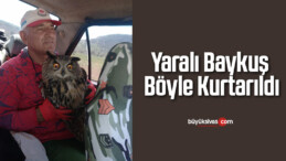 Yaralı baykuş böyle kurtarıldı