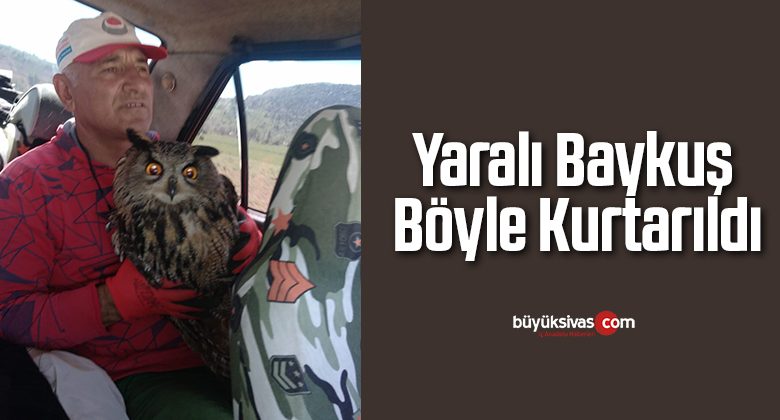 Yaralı baykuş böyle kurtarıldı