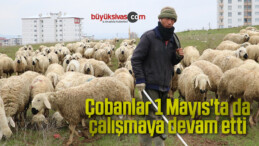 Çobanlar 1 Mayıs’ta da çalışmaya devam etti