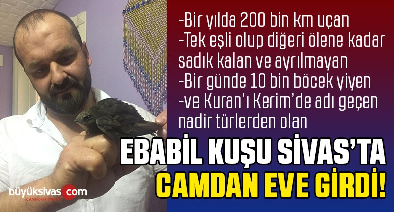 Sivas’ta Mübarek Ebabil Kuşu Görüntülendi!