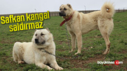 Safkan kangal saldırmaz