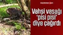 Vahşi vaşağı ‘pisi pisi’ diye çağırdı