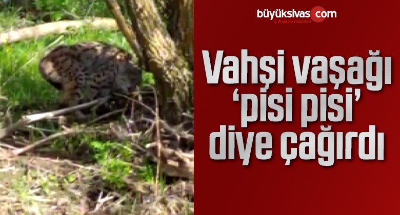 Vahşi vaşağı ‘pisi pisi’ diye çağırdı