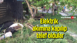 Elektrik akımına kapılıp telef oldular