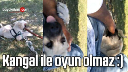 Kangal Köpeği ile Çoban Arasındaki Dostluk!