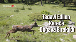 Tedavi edilen karaca doğaya bırakıldı