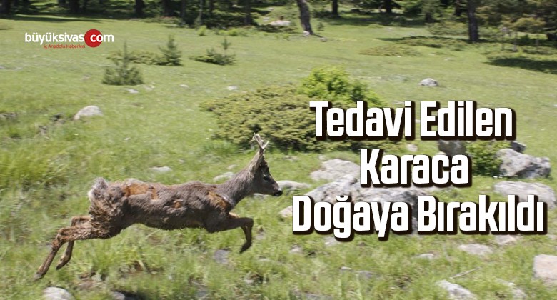 Tedavi edilen karaca doğaya bırakıldı