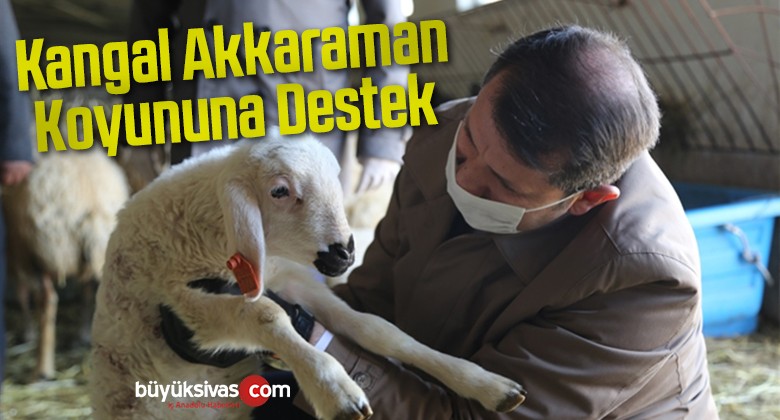 Kangal Akkaraman Koyununa Destek