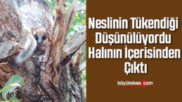 Neslinin tükendiği düşünülüyordu, halının içerisinden çıktı