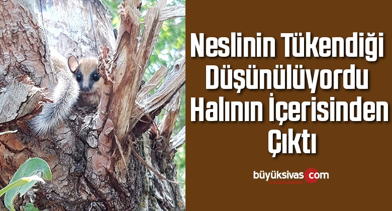 Neslinin tükendiği düşünülüyordu, halının içerisinden çıktı