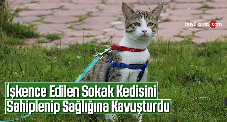 İşkence edilen sokak kedisini sahiplenip sağlığına kavuşturdu