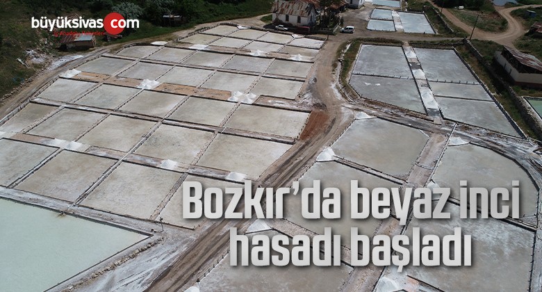 Bozkır’da beyaz inci hasadı başladı