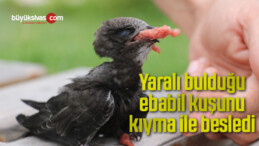 Yaralı bulduğu ebabil kuşunu kıyma ile besledi