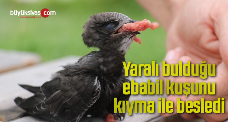 Yaralı bulduğu ebabil kuşunu kıyma ile besledi