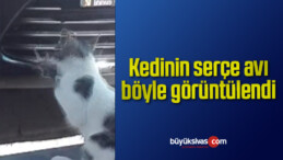 Kedinin serçe avı böyle görüntülendi