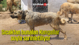 Sıcaktan bunalan Kangallar, suyla serinletiliyor