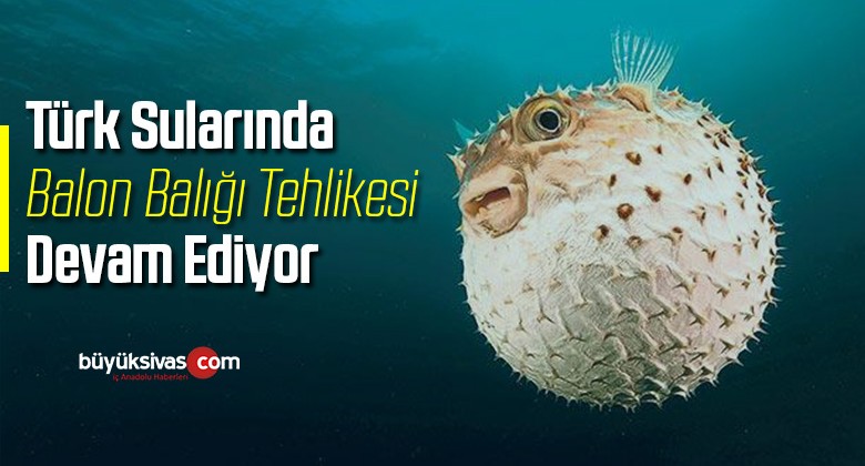 Türk sularında balon balığı tehlikesi devam ediyor