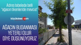 “Ağaçların alt kısımlarının budanması yeterli olur diye düşünüyorum”