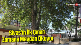 Sivas’ın ilk çınarı zamana meydan okuyor