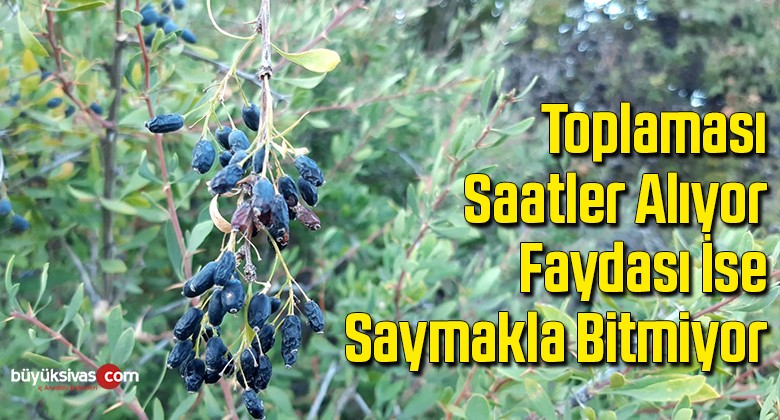 Toplaması saatler alıyor, faydası ise saymakla bitmiyor