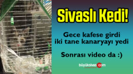 Gece Kafese Giren Kedi 2 Kanaryayı Birden Yedi! Sonrası Video da